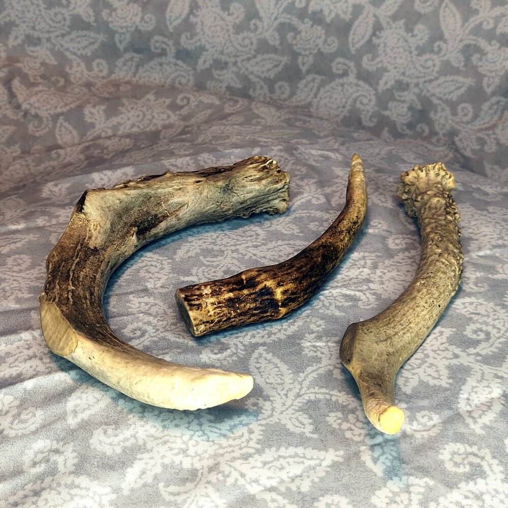 3 gently loved antlers; one thin & one chunky-8", one thin-6"